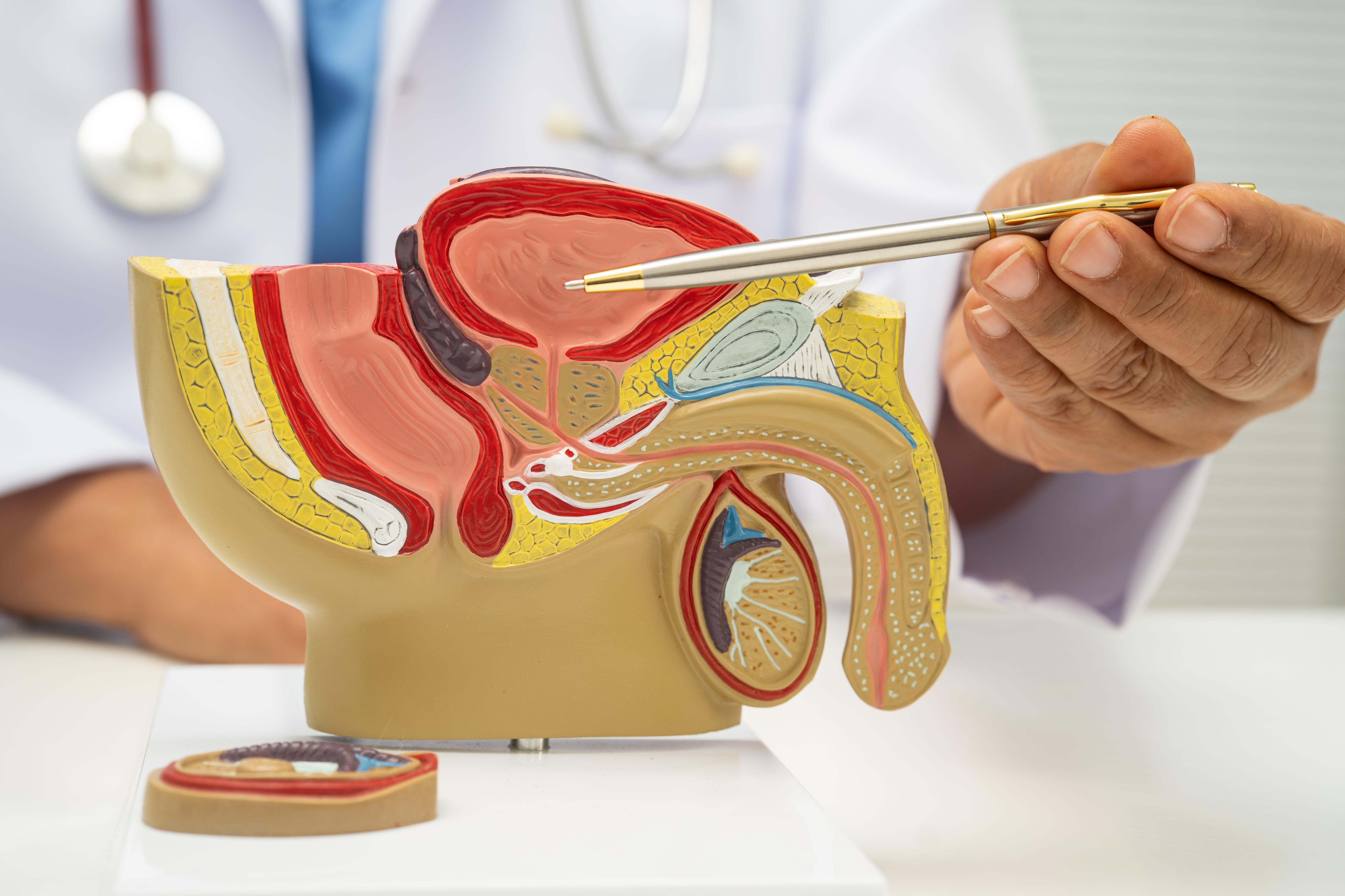 Male,Reproductive,System,,Asian,Doctor,Holding,Human,Anatomy,Model.